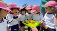 幼稚園のいちご
