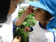 幼稚園のいちご