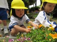お花摘み・お花植え