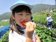 いちごがり(年長) class=