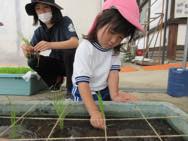 田植え