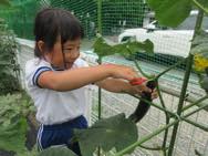 夏野菜の収穫