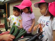 夏野菜の収穫