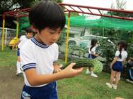 夏野菜の収穫