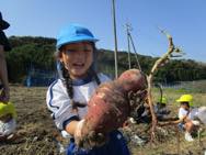 年長 お芋ほり
