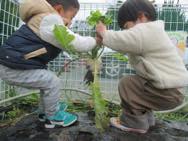 大根・かぶ収穫