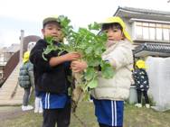 大根・かぶ収穫