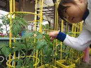 子どもの日の集い(年少・さくらんぼ)
