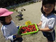 幼稚園のいちご
