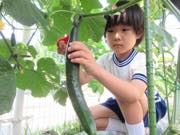 野菜収穫