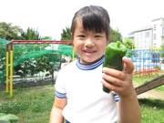 野菜収穫