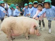 エサ準備・ふれあい動物園